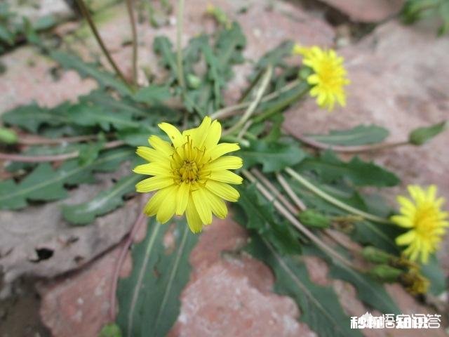 你还记得哪些品种的野花、野草