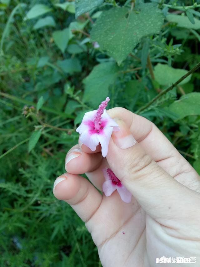 你还记得哪些品种的野花、野草