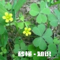 你还记得哪些品种的野花、野草