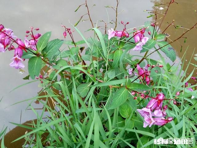 你还记得哪些品种的野花、野草