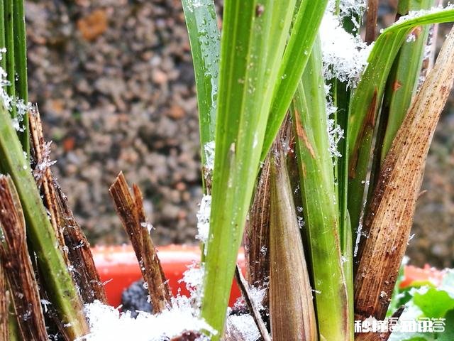 兰花在-1度的环境下待了一天一夜,会不会冻坏