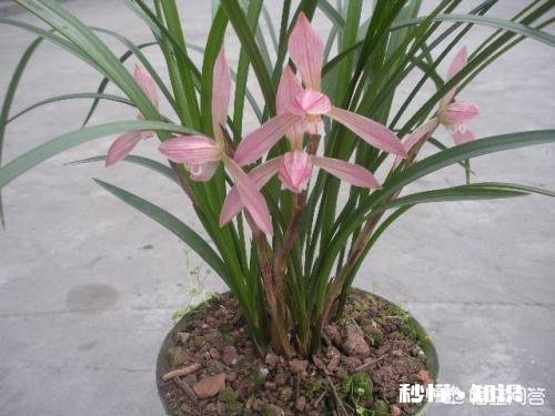 兰花在-1度的环境下待了一天一夜,会不会冻坏