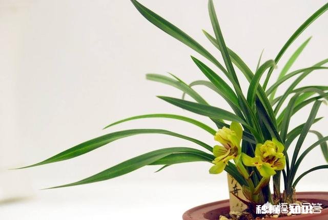 兰花在-1度的环境下待了一天一夜,会不会冻坏