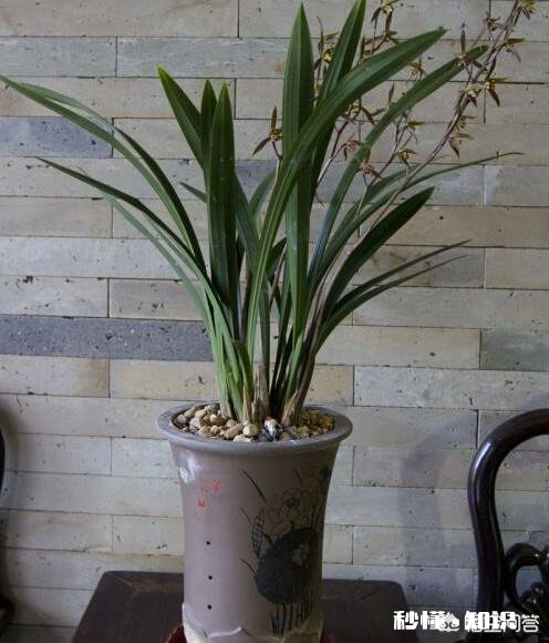 兰花在-1度的环境下待了一天一夜,会不会冻坏