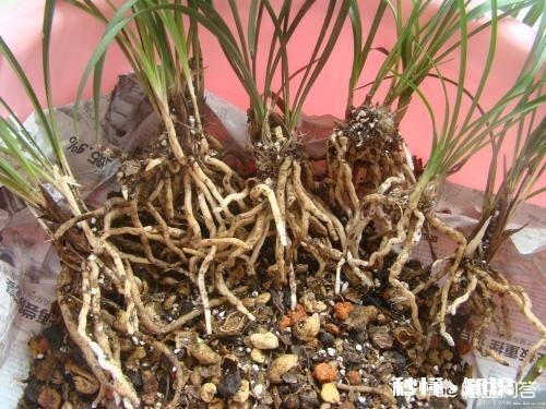 兰花在-1度的环境下待了一天一夜,会不会冻坏