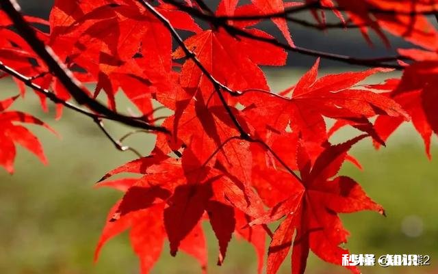 出门在外，你会想家么