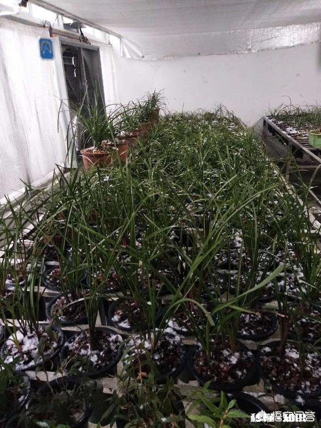 兰花冬天能用雪水浇吗可不可以把雪直接堆在盆面上