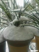 兰花冬天能用雪水浇吗可不可以把雪直接堆在盆面上