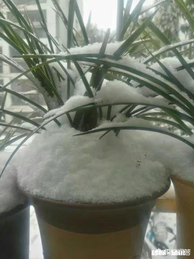 兰花冬天能用雪水浇吗可不可以把雪直接堆在盆面上