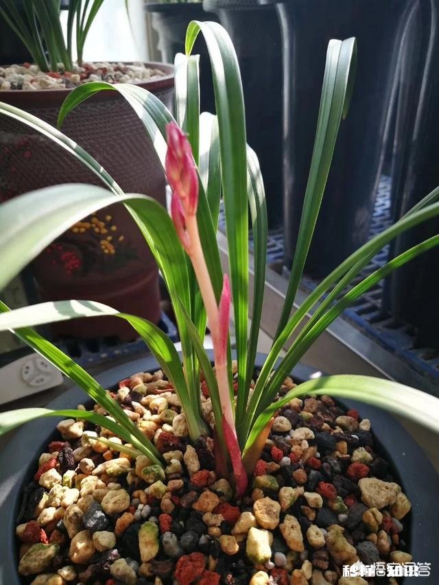 兰花冬天能用雪水浇吗可不可以把雪直接堆在盆面上