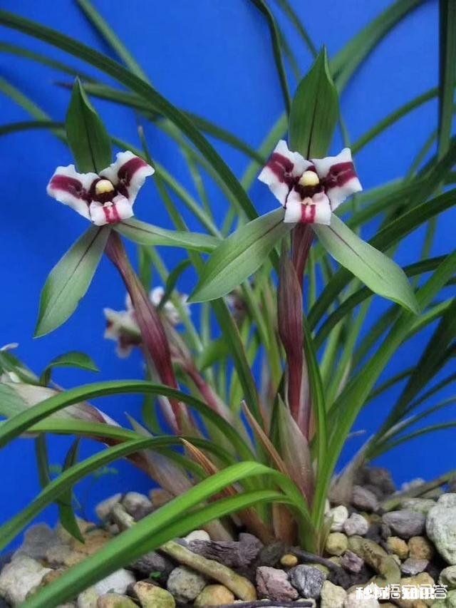 兰花冬天能用雪水浇吗可不可以把雪直接堆在盆面上