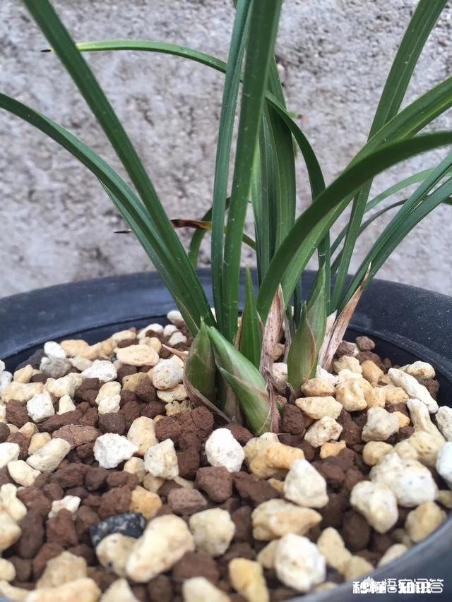 兰花冬天能用雪水浇吗可不可以把雪直接堆在盆面上