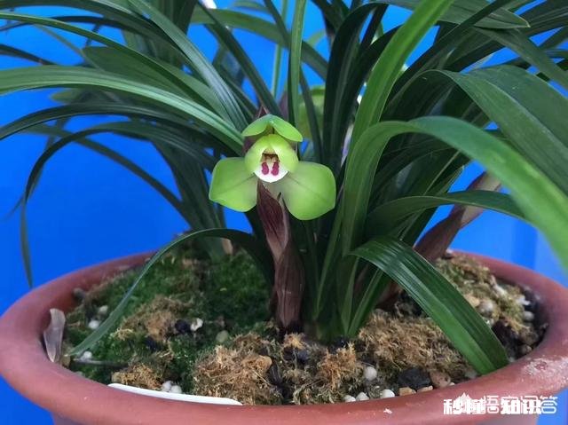 兰花冬天能用雪水浇吗可不可以把雪直接堆在盆面上