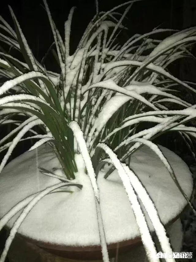 兰花冬天能用雪水浇吗可不可以把雪直接堆在盆面上