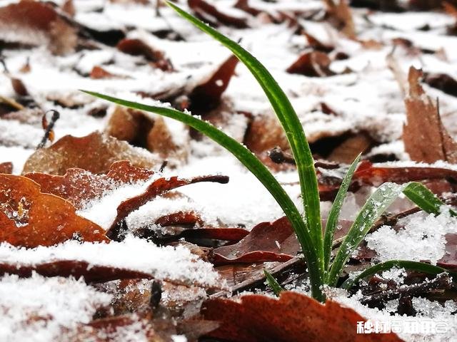 兰花冬天能用雪水浇吗可不可以把雪直接堆在盆面上