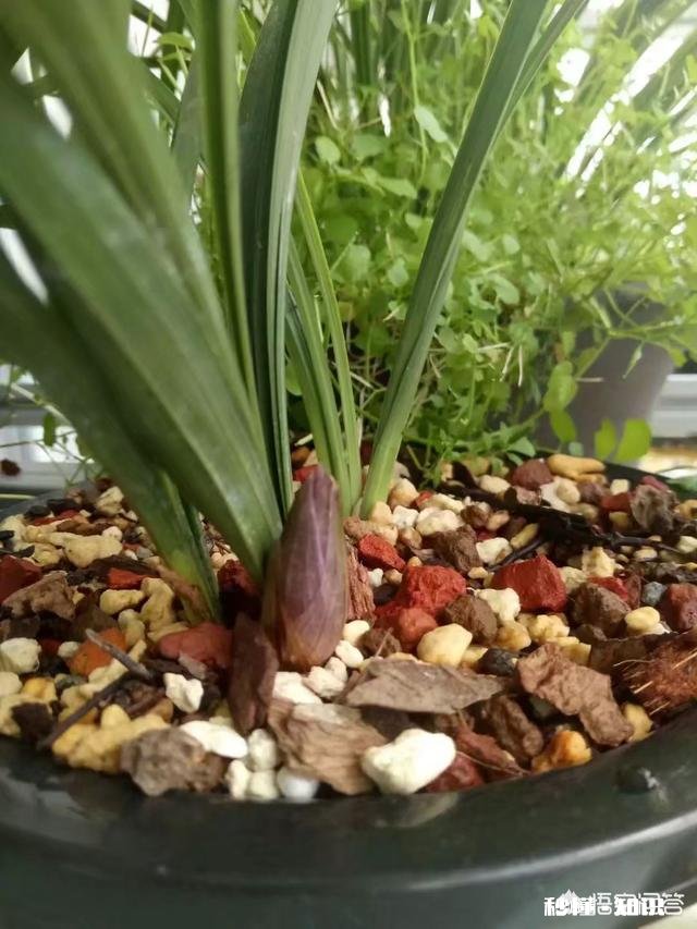 兰花冬天能用雪水浇吗可不可以把雪直接堆在盆面上