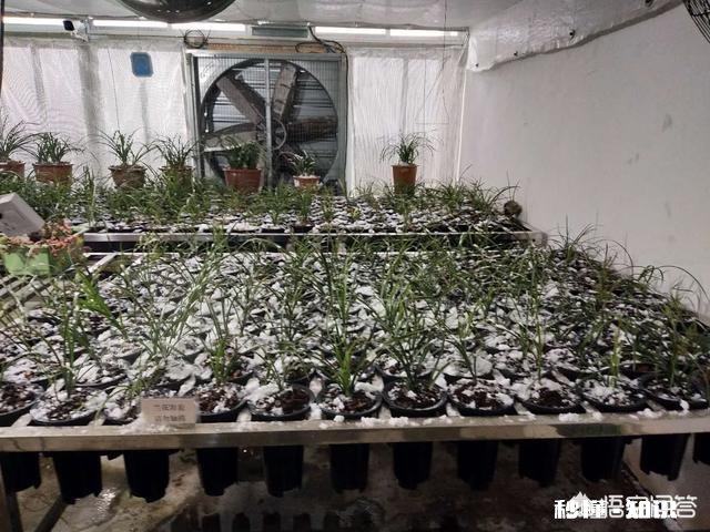 兰花冬天能用雪水浇吗可不可以把雪直接堆在盆面上