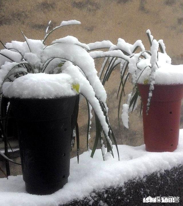 兰花冬天能用雪水浇吗可不可以把雪直接堆在盆面上