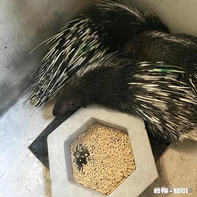 我想养豪猪创业,但是没有销路,想知道主要销路有哪些渠道