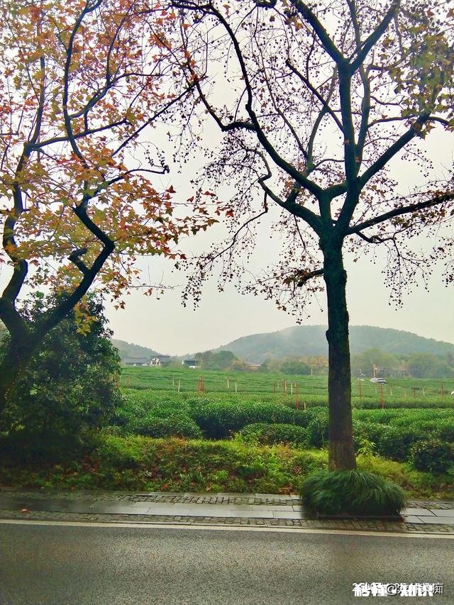 我国哪个朝代的茶叶发展最鼎盛