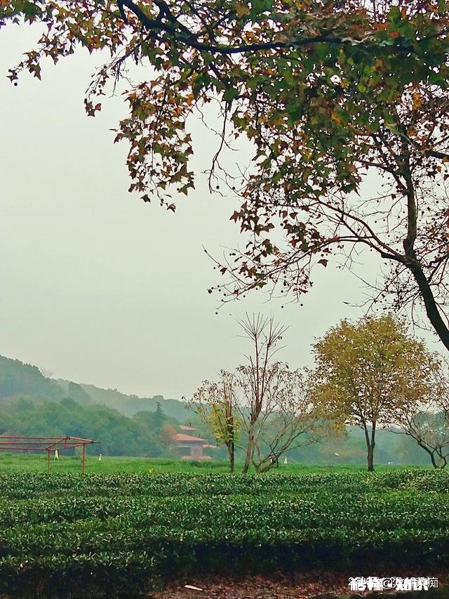 我国哪个朝代的茶叶发展最鼎盛