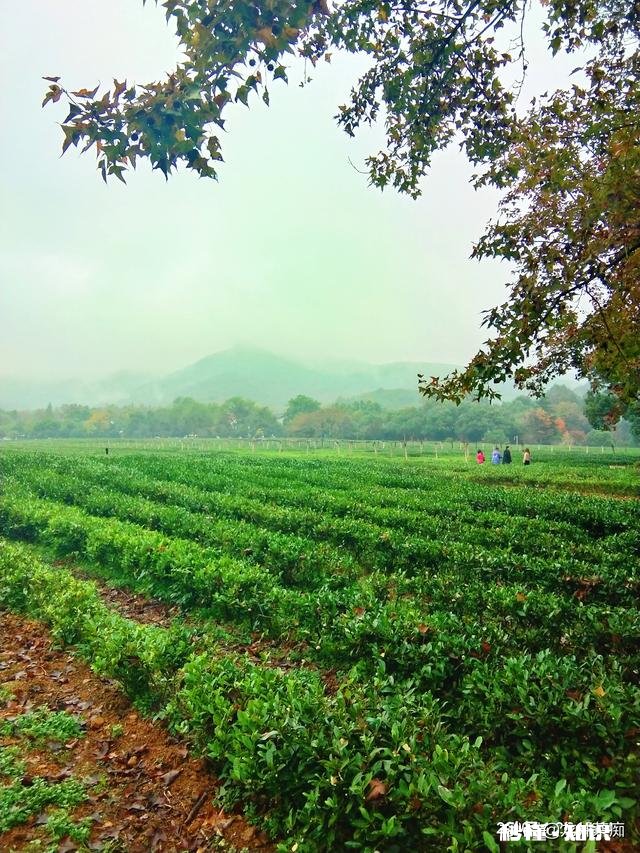 我国哪个朝代的茶叶发展最鼎盛