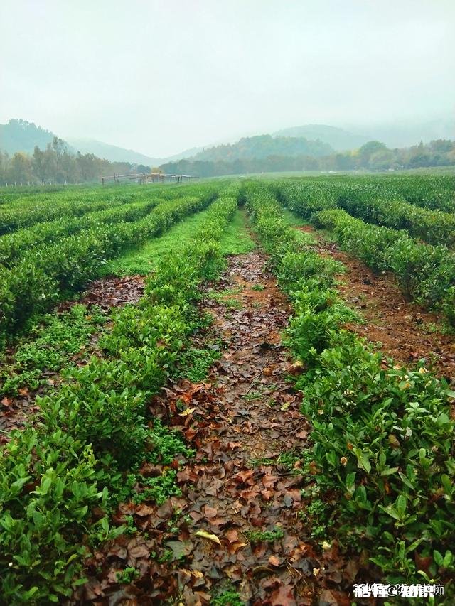 我国哪个朝代的茶叶发展最鼎盛