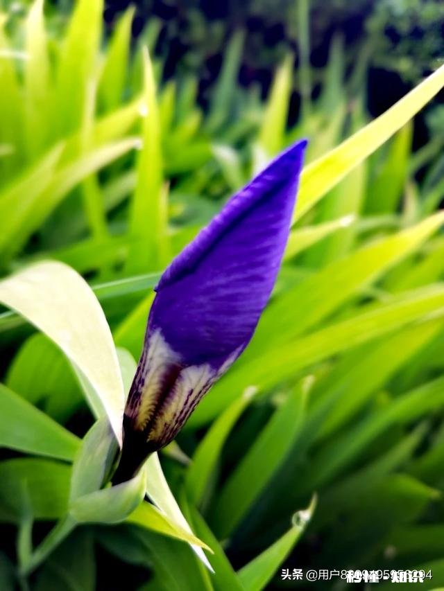 阳光明媚的季节，你有哪些拍花拍草的好方法可否分享一下下