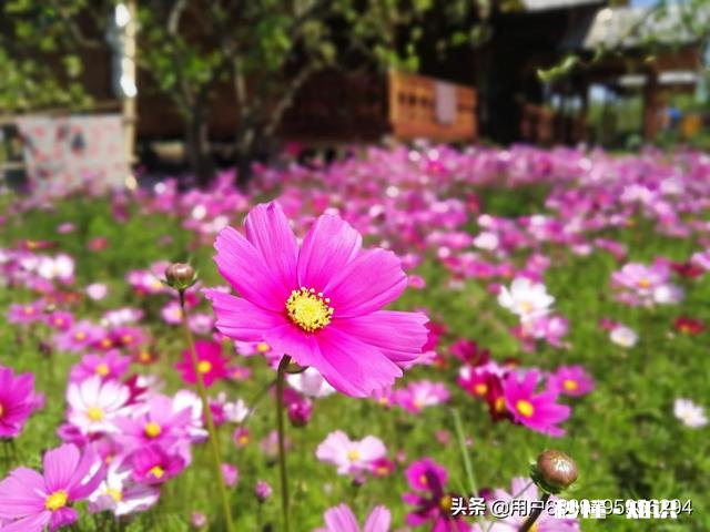 阳光明媚的季节，你有哪些拍花拍草的好方法可否分享一下下