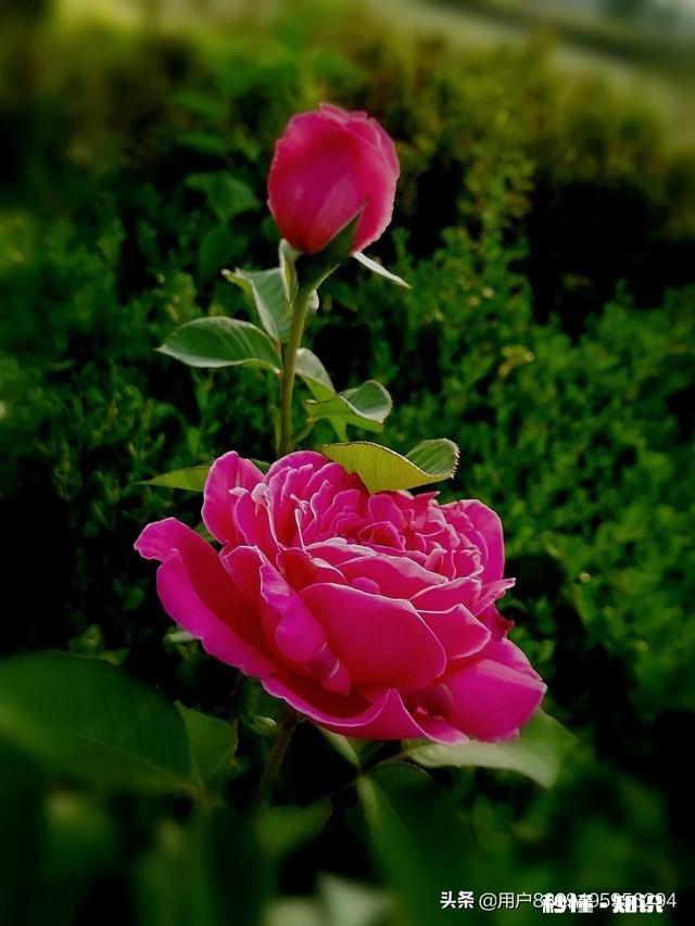 阳光明媚的季节，你有哪些拍花拍草的好方法可否分享一下下