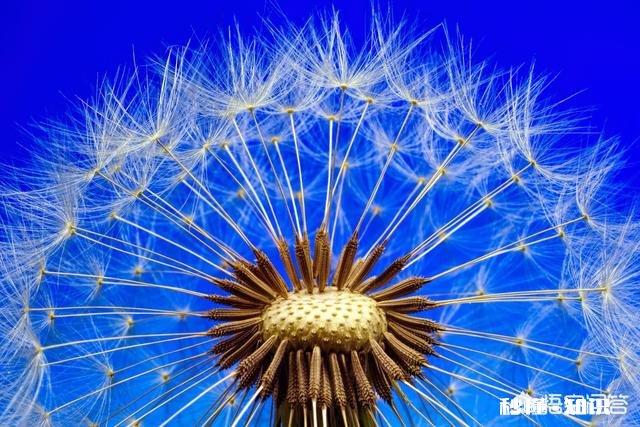 阳光明媚的季节，你有哪些拍花拍草的好方法可否分享一下下