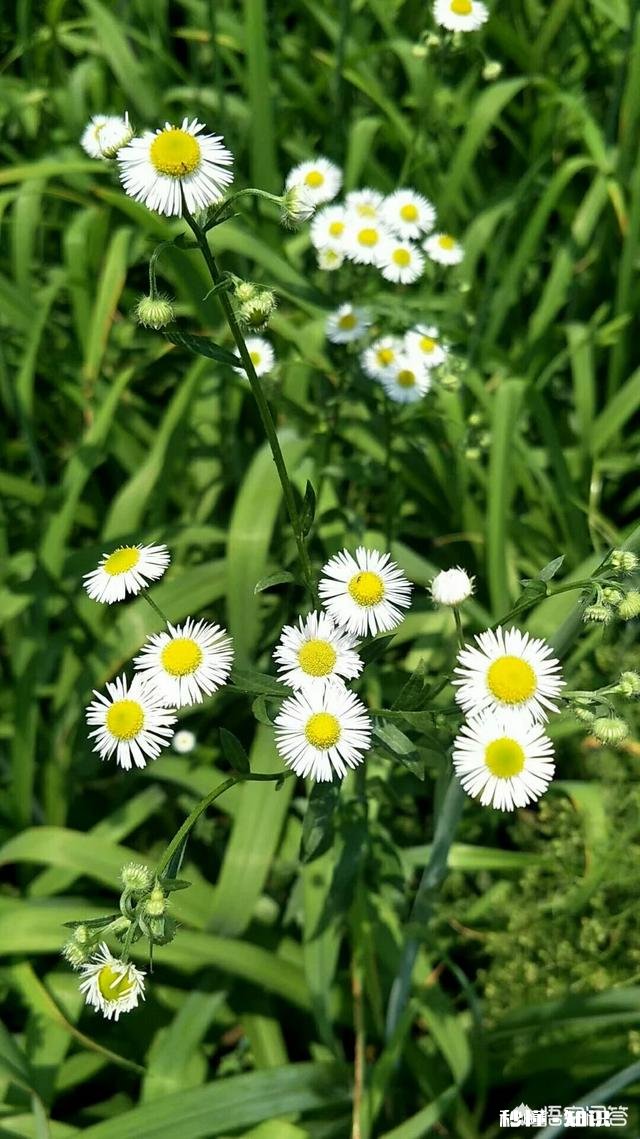 阳光明媚的季节，你有哪些拍花拍草的好方法可否分享一下下