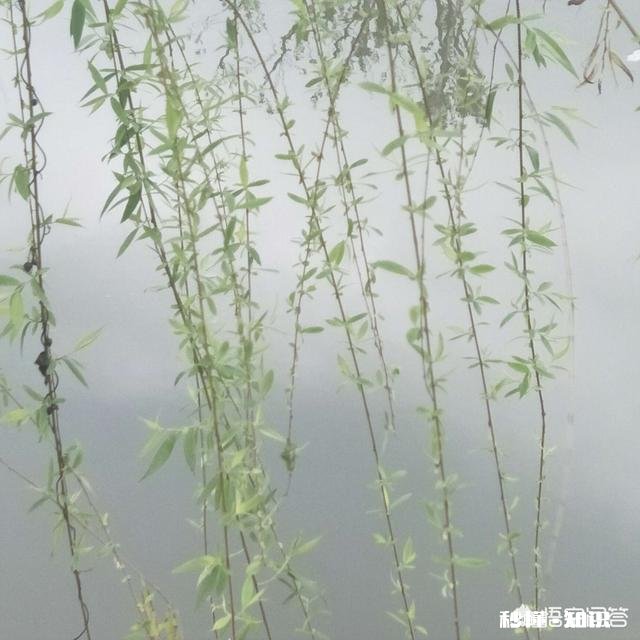 阳光明媚的季节，你有哪些拍花拍草的好方法可否分享一下下