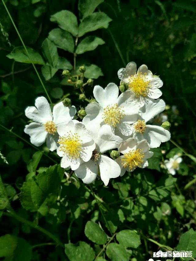 阳光明媚的季节，你有哪些拍花拍草的好方法可否分享一下下