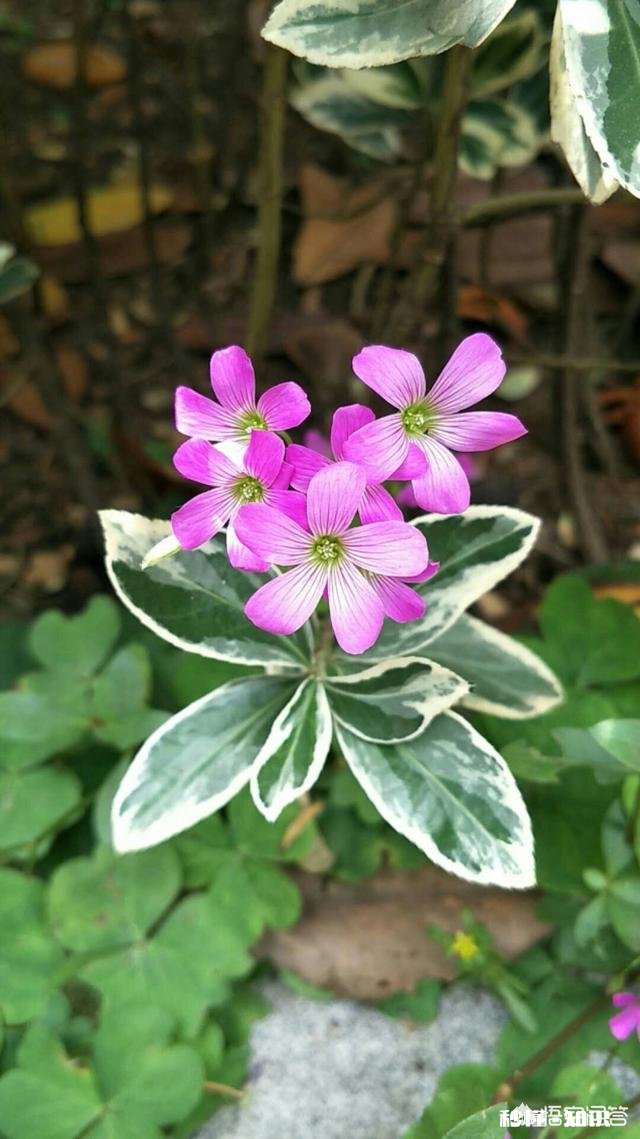 阳光明媚的季节，你有哪些拍花拍草的好方法可否分享一下下