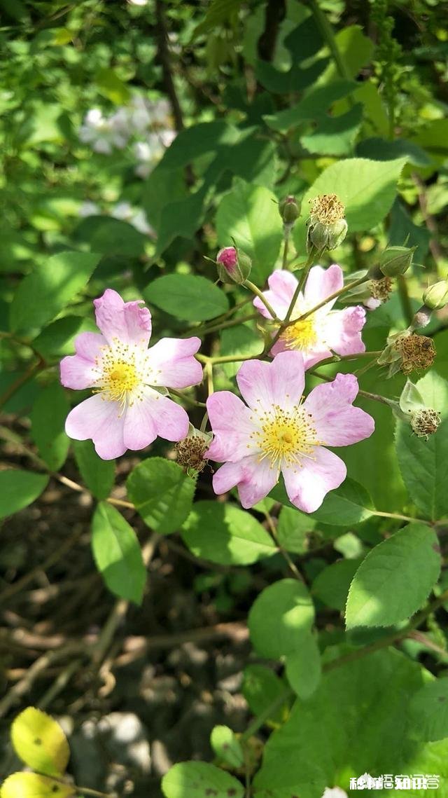 阳光明媚的季节，你有哪些拍花拍草的好方法可否分享一下下