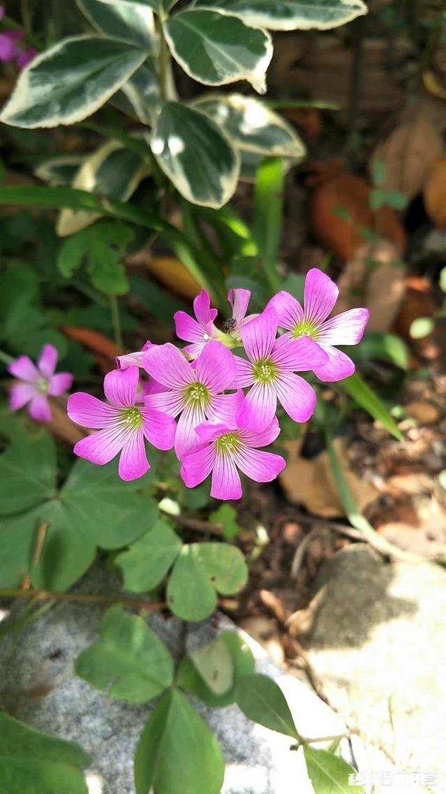 阳光明媚的季节，你有哪些拍花拍草的好方法可否分享一下下