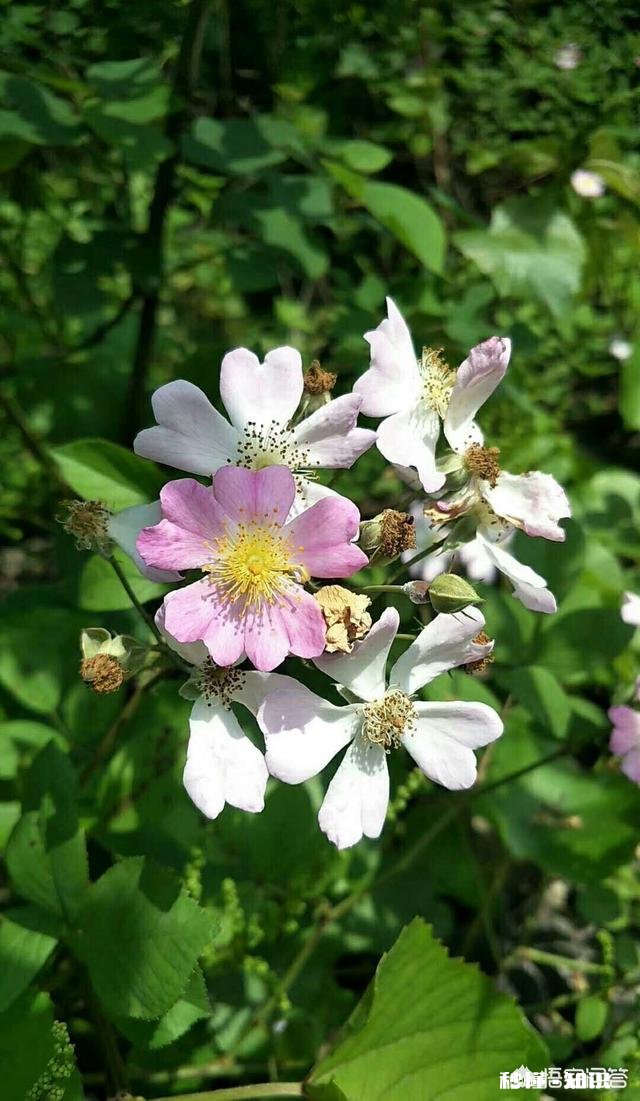 阳光明媚的季节，你有哪些拍花拍草的好方法可否分享一下下