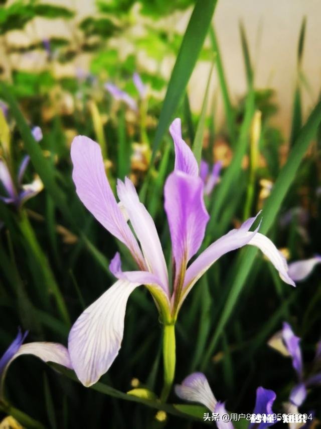 阳光明媚的季节，你有哪些拍花拍草的好方法可否分享一下下