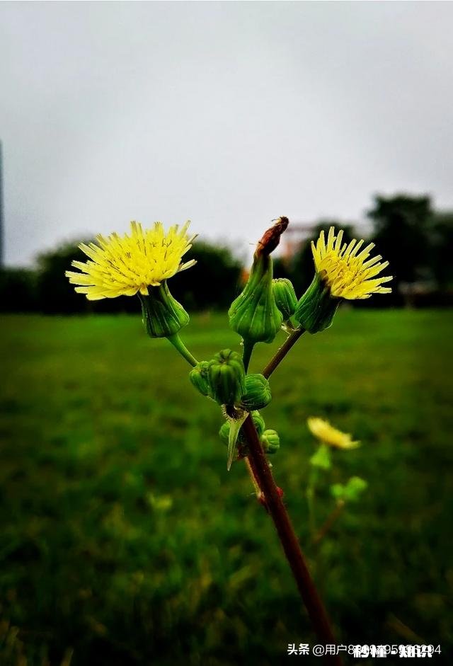 阳光明媚的季节，你有哪些拍花拍草的好方法可否分享一下下