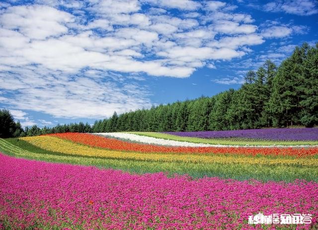 阳光明媚的季节，你有哪些拍花拍草的好方法可否分享一下下