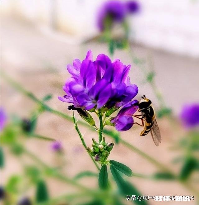 阳光明媚的季节，你有哪些拍花拍草的好方法可否分享一下下