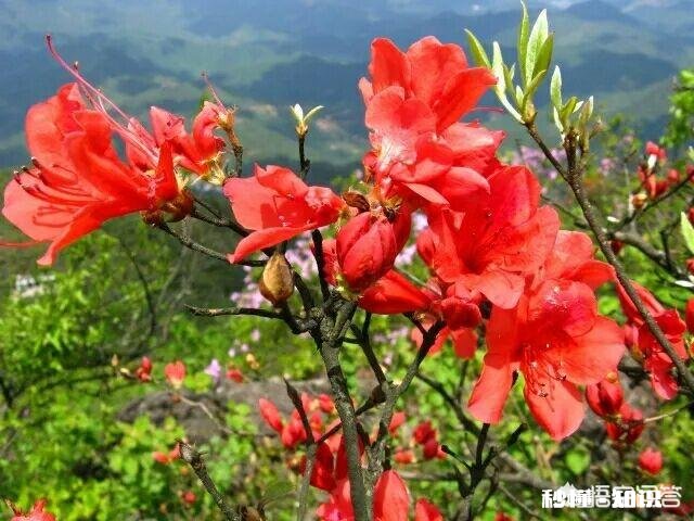 阳光明媚的季节，你有哪些拍花拍草的好方法可否分享一下下
