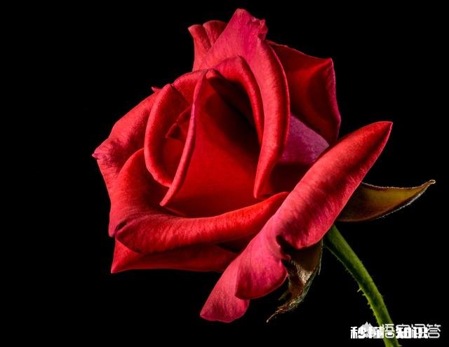 阳光明媚的季节，你有哪些拍花拍草的好方法可否分享一下下