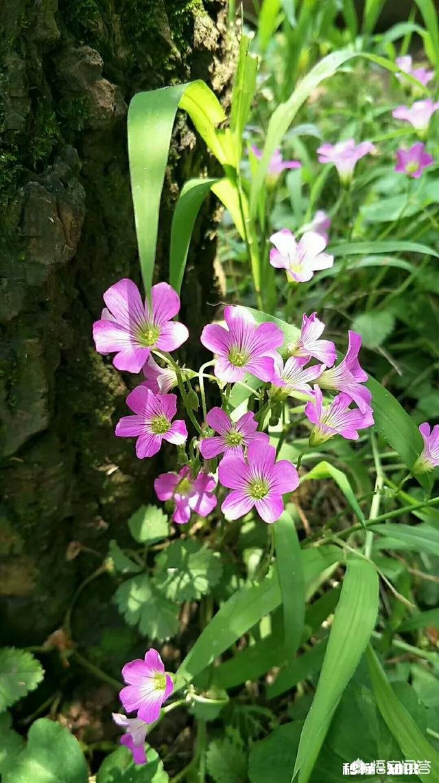 阳光明媚的季节，你有哪些拍花拍草的好方法可否分享一下下