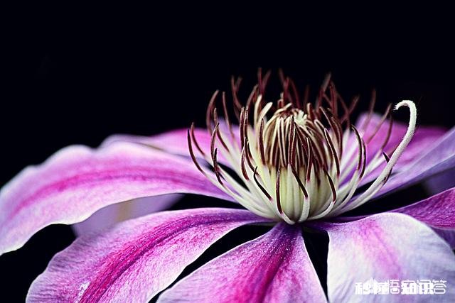 阳光明媚的季节，你有哪些拍花拍草的好方法可否分享一下下