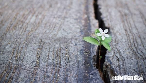 当职业发展遇到瓶颈期的时候，该如何处理呢