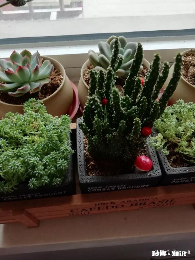 在家不出门如何拍摄富含诗意的摄影作品