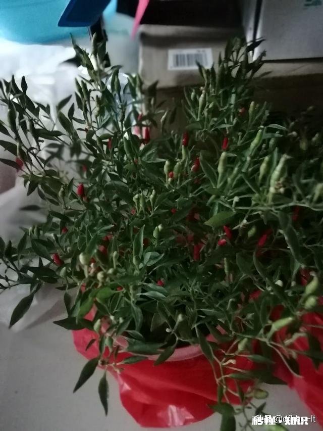 在家不出门如何拍摄富含诗意的摄影作品