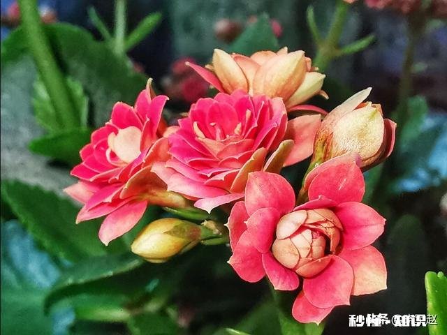 在家不出门如何拍摄富含诗意的摄影作品